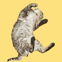 ded cat (@cureusdedcat) 's Twitter Profile Photo ded cat (@cureusdedcat) 's Twitter Profile Photo
