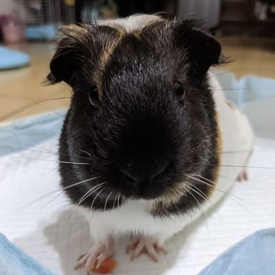 revilo0121's profile picture. 私は台湾人です