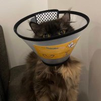 Memethememe (@memeprivvv) 's Twitter Profile