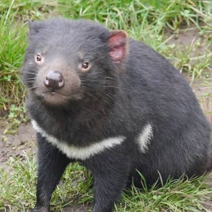 Ph.D.博士(工学) |Autonomous and Remote 🤖 | ROS |@OUXT_Polaris | 💬personal |Tasmanian Devil(🇦🇺📷)|東大松尾研と🤖業務→助教|温かい目で見守って頂けると幸いです🐢|ゆるりとした垢→@MeRTcooking