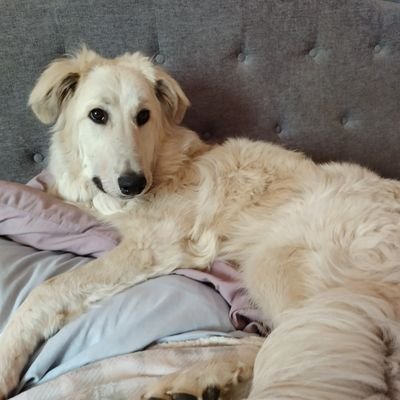 SilverKittyzoom's profile picture. Dog Mom. Human Mom. Abet Broken but Still going on. Waiting for the Mexican Pizza to come back geesh