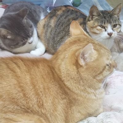 色んなことに興味があります。RTかなり多め。好きなこと 編み物 。読書。ゲーム。ねこぺん。もじじさん。アタモトさん。ちいむうととろ。マンガ。 #双極性障害 #強迫性障害 #掌多汗症 #書痙 手芸垢 @ryu20180111