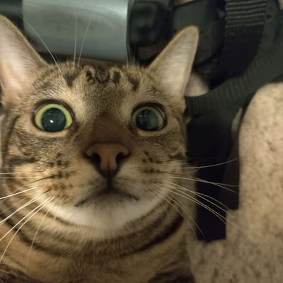 Hunerbun Profile