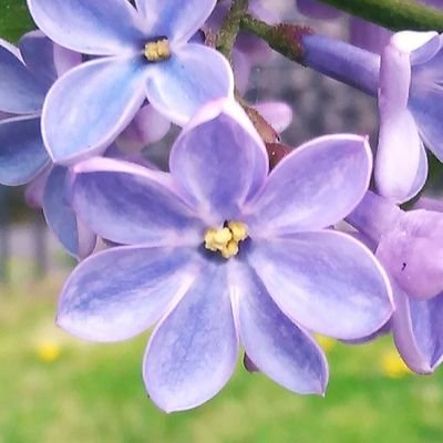 7711Lilla's profile picture. 