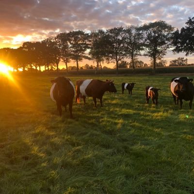 GielRooij's profile picture. 