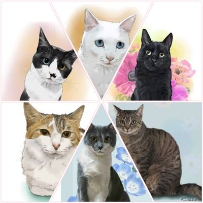 鈴猫🐾_すずねこ_bell_the_cat (@suzu_bell_neko) / X 鈴猫🐾_すずねこ_bell_the_cat (@suzu_bell_neko) / X