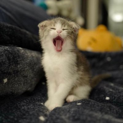 apple19117687's profile picture. 🦋🦋BLACKPINK:BTS+SEVENTEEN💗💜🧡🩵