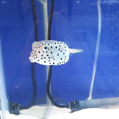 tomopan866's profile picture. 