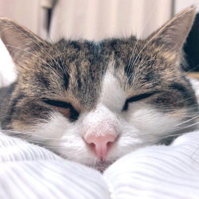 cat lover