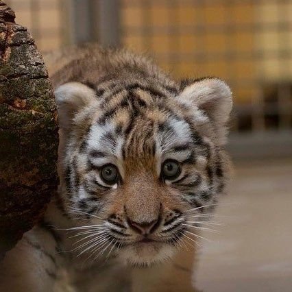 님은쏘쿨さんのプロフィール画像