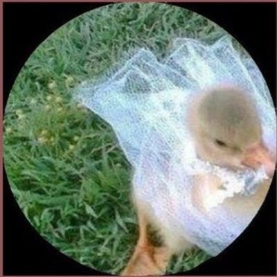 Josie52031639's profile picture. i slay all day everyday