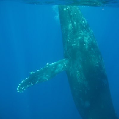 旧江戸をベースに前打ちやってます。まだまだ初心者レベル、皆さんのつぶやきを参考に修行中です。無言フォローになりますがよろしくお願いします。