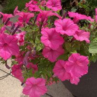 Sarah gossner (@sarahgossners) 's Twitter Profile