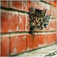 KITCAT’S EYE (@kitcatseye) 's Twitter Profile