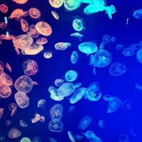 せみ (@semi_tuku) 's Twitter Profile