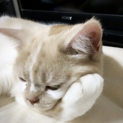 あを に oし 8月半ばまで不在さんのプロフィール画像