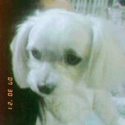 犬野シロさんのプロフィール画像