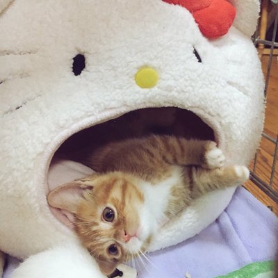 やすはらさんのプロフィール画像