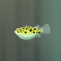 Mushrooooooooooo (@fingalphoneix) 's Twitter Profile