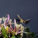 Jan Waite - @fleabag128 - Twitter