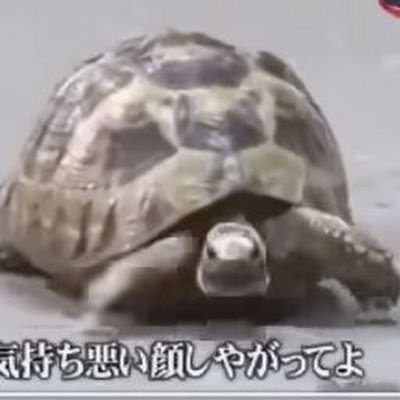 コンパスやモンストしてます
そして爆死してます😭