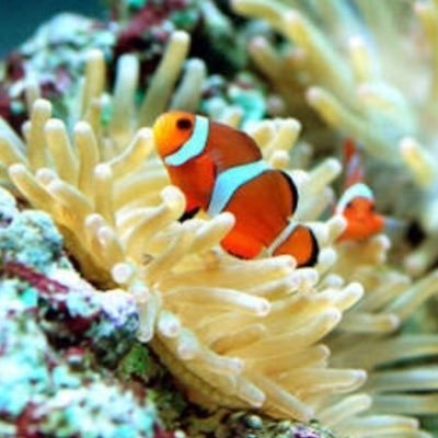 泳げず潜れずのへっぽこDiver~★ 沖縄大好き クマノミ大好き!! とっても人見知りの あたくしですが どうぞヨロシクお願いします。