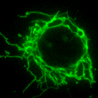 Yasushi Tamura (@tamura_lab) 's Twitter Profile