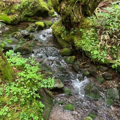 momiji_726's profile picture. 