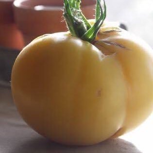 トマト(たべないでください! (基本) フォロバ100%です!) #食べ物 #トマト #白トマト #野菜 #フォロバ100かも #VRC 🍀🍅