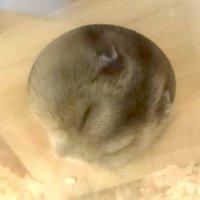 Urushibara🐹 (@tsuji_pneuma) 's Twitter Profile Photo Urushibara🐹 (@tsuji_pneuma) 's Twitter Profile Photo