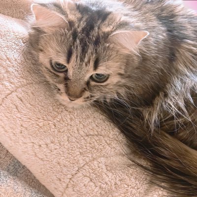 coco_7763's profile picture. DMM.東サラで一口馬主してます｡·͜·｡