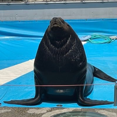 さばにさんのプロフィール画像
