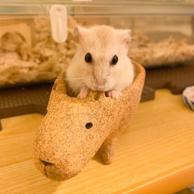 かいが🌹さんのプロフィール画像