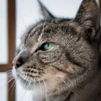 γγ’γ(π) (@chai_catzilla) 's Twitter Profile