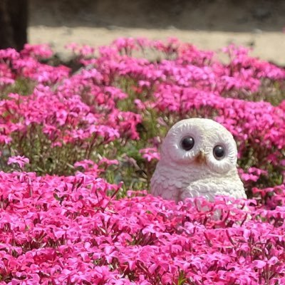 Hooleさんのプロフィール画像