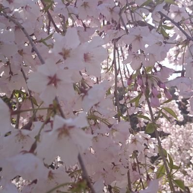 diable37314439's profile picture. デュエルリンクス（主にラッシュ）/ヴァンガードDD2/SAOFD/モンハンワイルズ/etc.今は主にswitchによるゲームをしています！
（現在はSAOFD攻略中‼️）