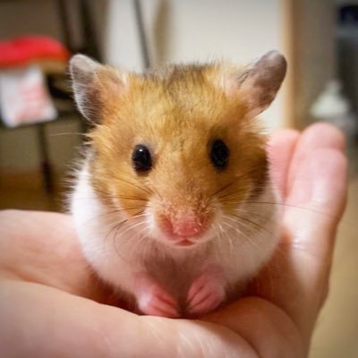 🐹飼育歴26年 Youtube【こたくるチャンネル】やっています🎥 ゴールデンハムスター、ロボロフスキーハムスター合わせて17匹のハムちゃんと暮らしてます✨ よかったらフォローよろしくお願いします🙇‍♀️