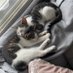 Milo & Bucky (@milieboo_bucky2) Twitter profile photo Milo & Bucky (@milieboo_bucky2) Twitter profile photo