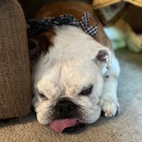 Porter The Bulldog(@BulldogPorter) 's Twitter Profile Photo