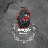 Jungle Genetics Stables (ZED)(@JungleGenetics8) 's Twitter Profile Photo