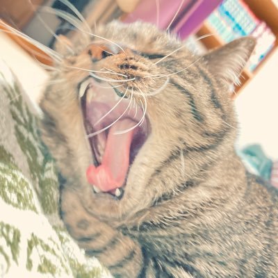 雅号さんのプロフィール画像