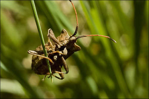 nou ik ben een wans, da's een insect. ben gevonden in het mens en natuurlokaal en weet je dat een wans pas als hij 2 dagen kinderen moet krijgen? Laat he?