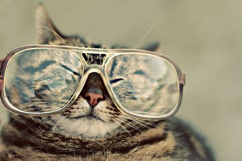cat_in_glasses's profile picture. Кот в очках постит смешные шутки и ретвитит (retweet) ваши смешные шутки с пометкой @cat_in_glasses!!! Кот смешной и пушистый!!!