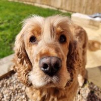 NUFC Jake - FPL (@jake_fpl) 's Twitter Profile
