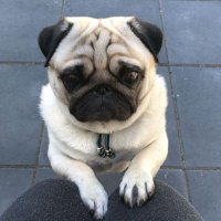 Pug Heaven USA(@pug_lovers_zone) 's Twitter Profile Photo