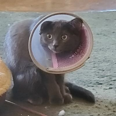 heather40608241's profile picture. Here I F☆ckin am!  I'm an introvert reaching out. #NOMAGA NO LISTS. I'm too tired for that