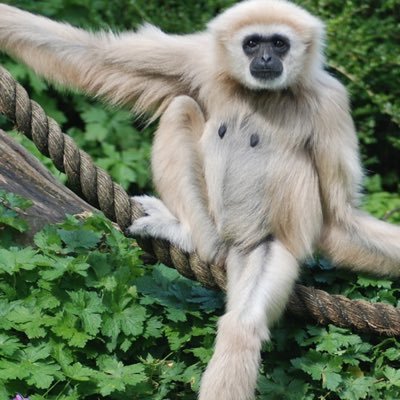 GibbonBoy6 Profile Picture