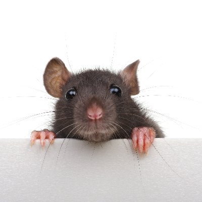 McCheesytheRat Profile Picture