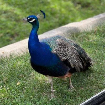 musikfan01's profile picture. 