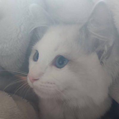 ルナちゃん(Luna)🌙ラグドールの女の子🎂2022.5.5🎂 初めて🐈にゃんことの生活をお世話係が記録📸 愛犬レオン君(ミニチュアダックス)は2021年12月末に13歳11ヶ月でお空へ🌈 皆様の可愛いニャンコに勝手に癒されております😌無言フォローごめんなさい🙏画像の無断転載は、通報するぞ❤️🔥